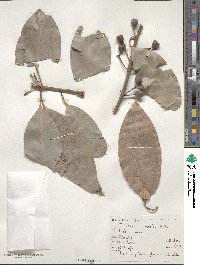 Lophostemon confertus image