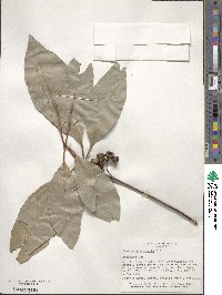 Lophostemon confertus image