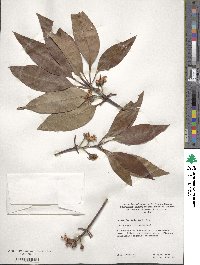 Lophostemon confertus image