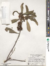 Tristaniopsis laurina image