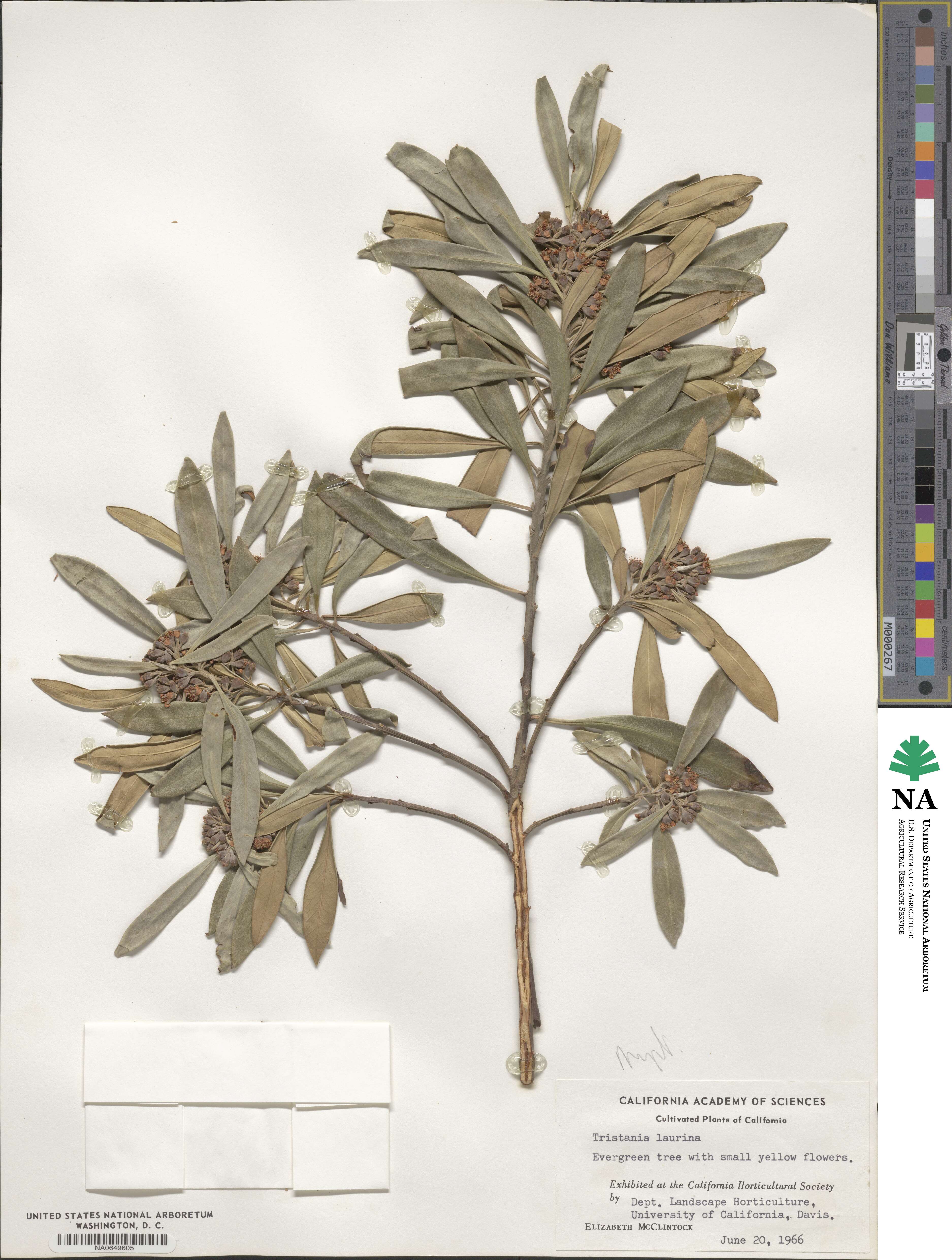 Tristaniopsis laurina image