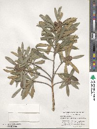 Tristaniopsis laurina image