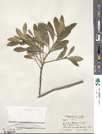 Tristaniopsis laurina image