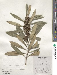 Tristaniopsis laurina image