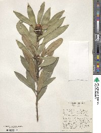 Tristaniopsis laurina image