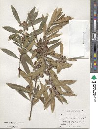 Tristaniopsis laurina image