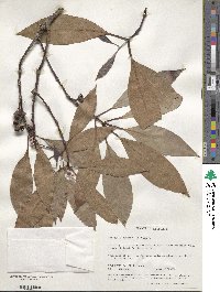 Tristaniopsis laurina image