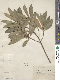 Tristaniopsis laurina image