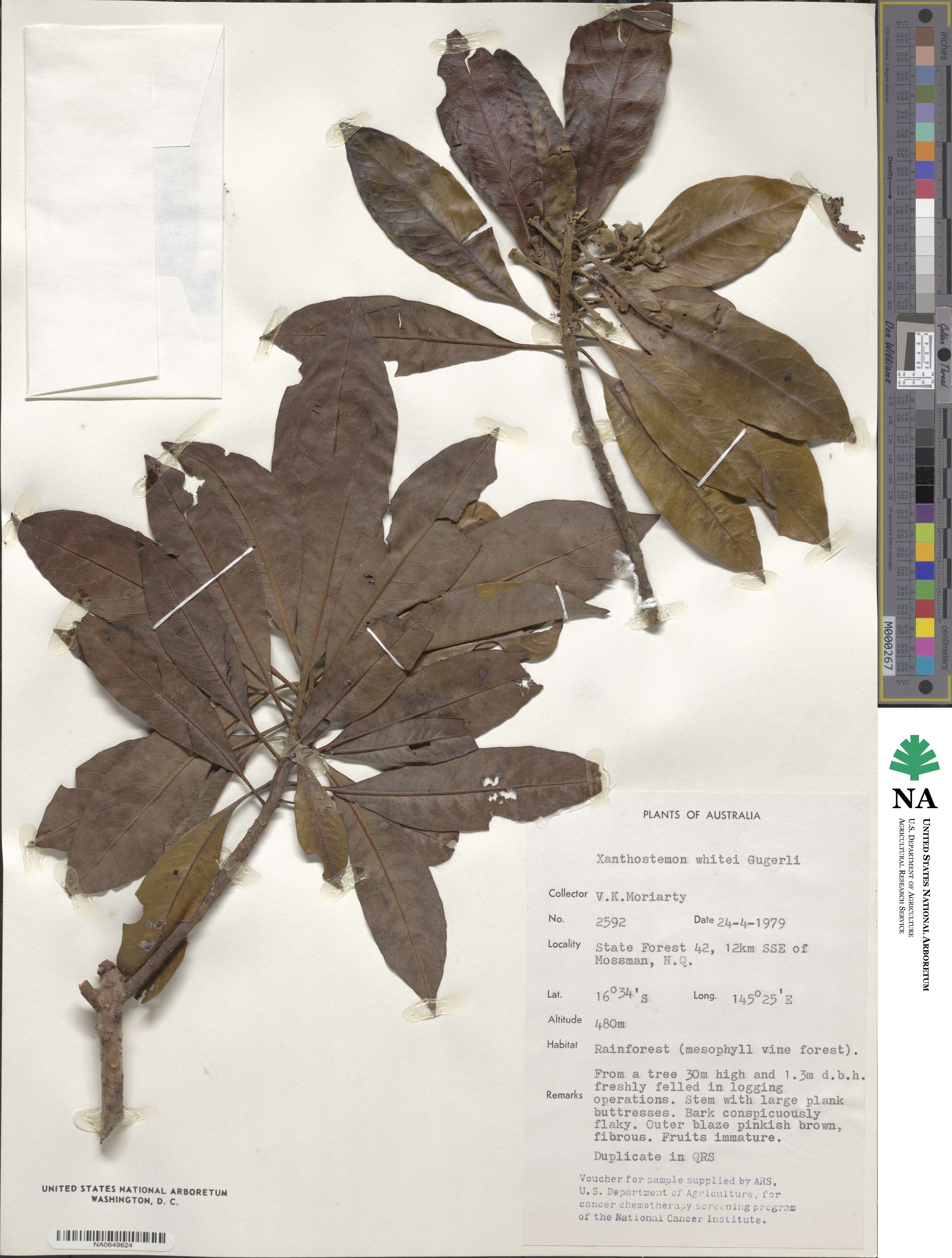 Xanthostemon whitei image