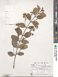 Image of Xanthostemon oppositifolius