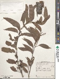 Eucalyptus eugenioides image