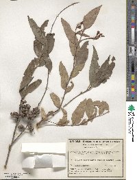 Eucalyptus eugenioides image