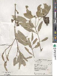 Eucalyptus exserta image