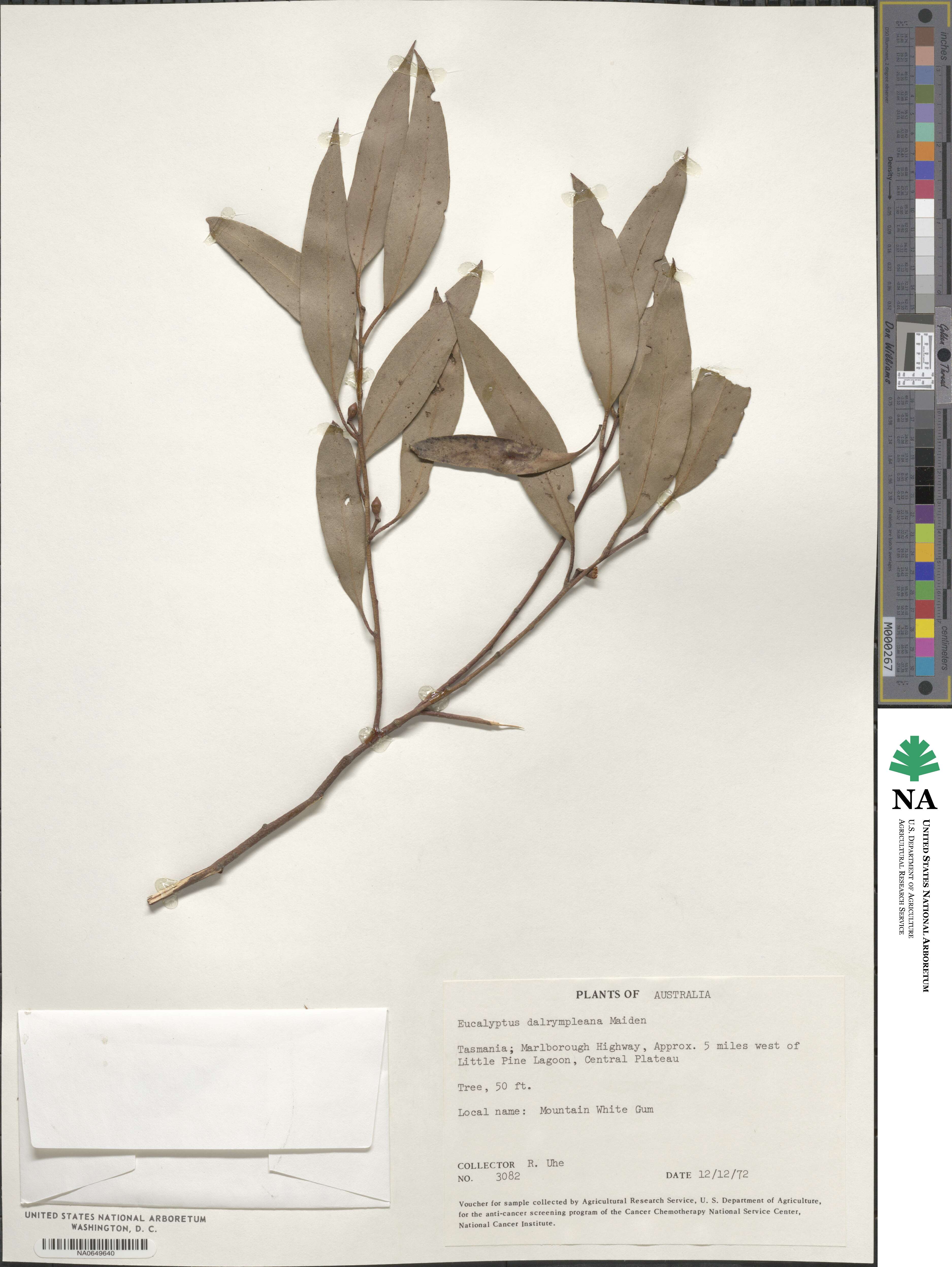 Eucalyptus dalrympleana image