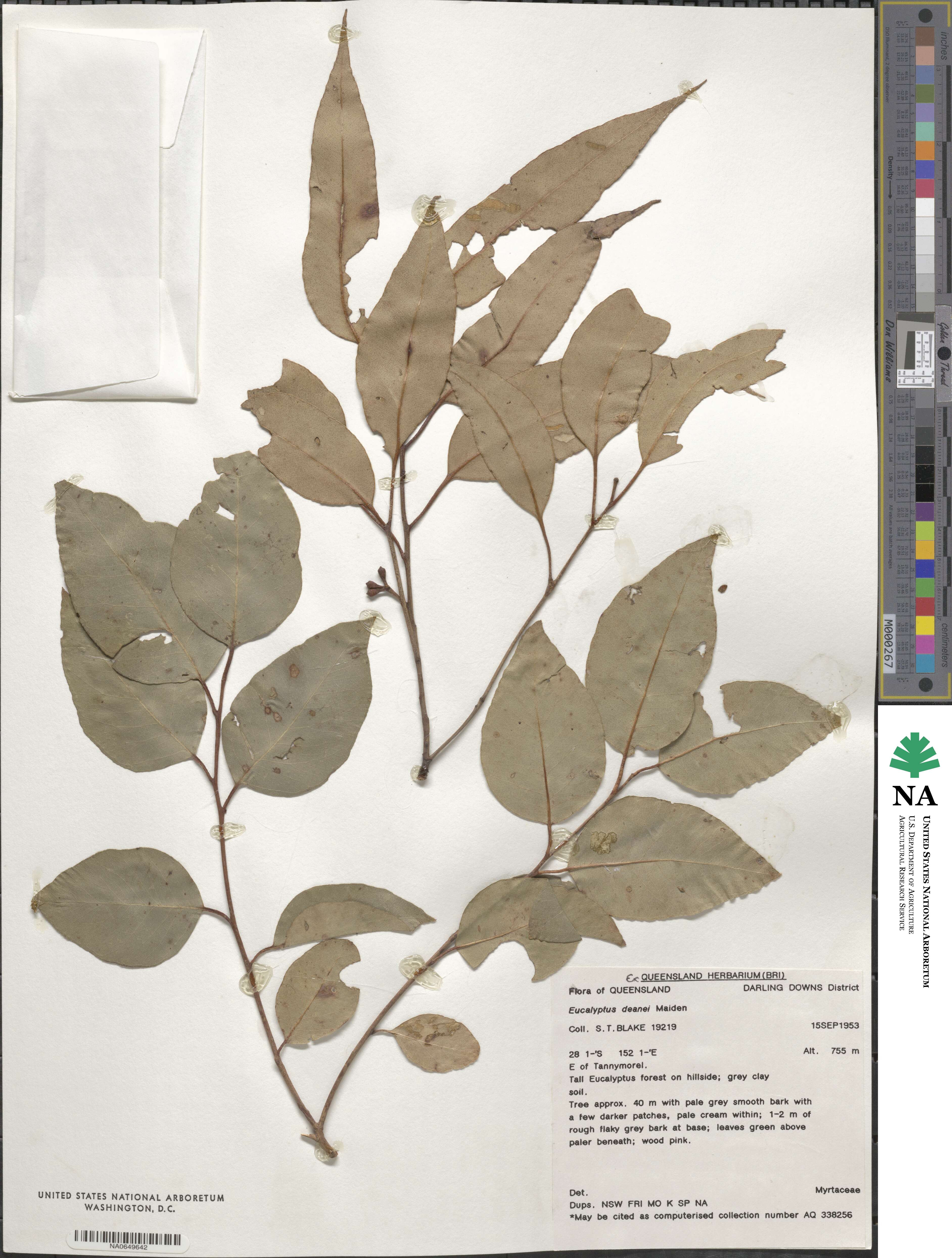 Eucalyptus deanei image