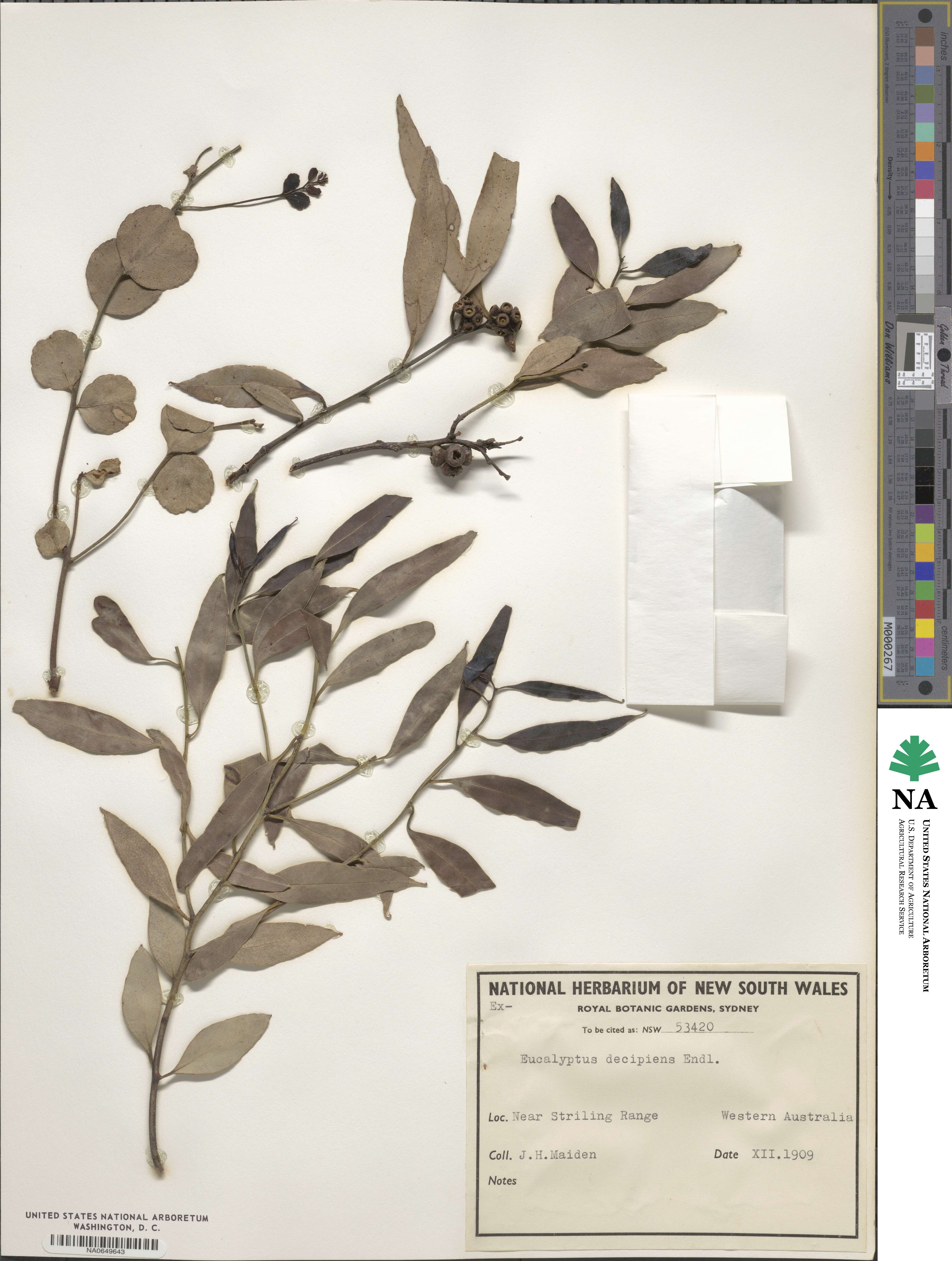 Eucalyptus decipiens image
