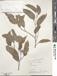 Eucalyptus delegatensis image