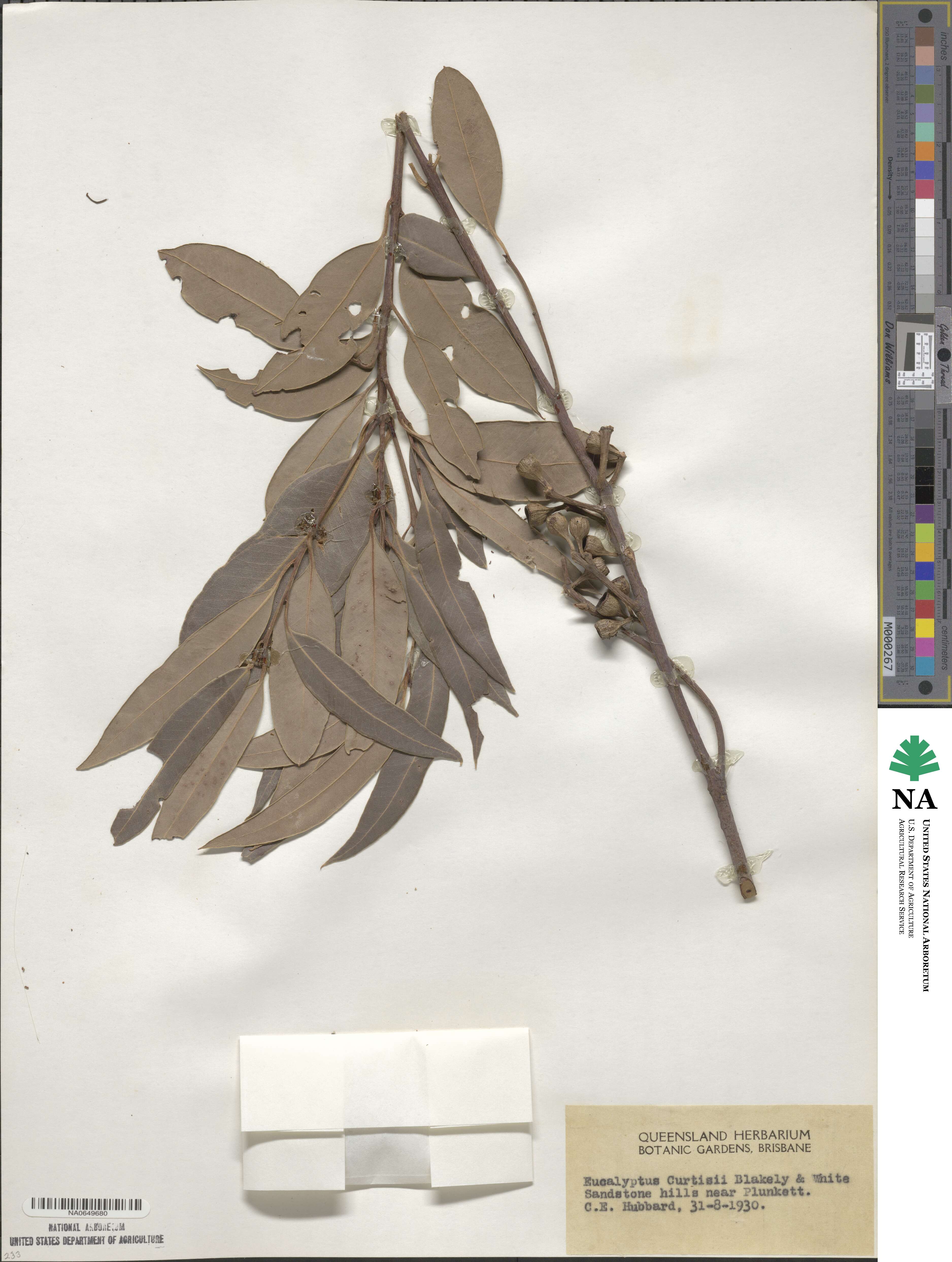 Eucalyptus curtisii image