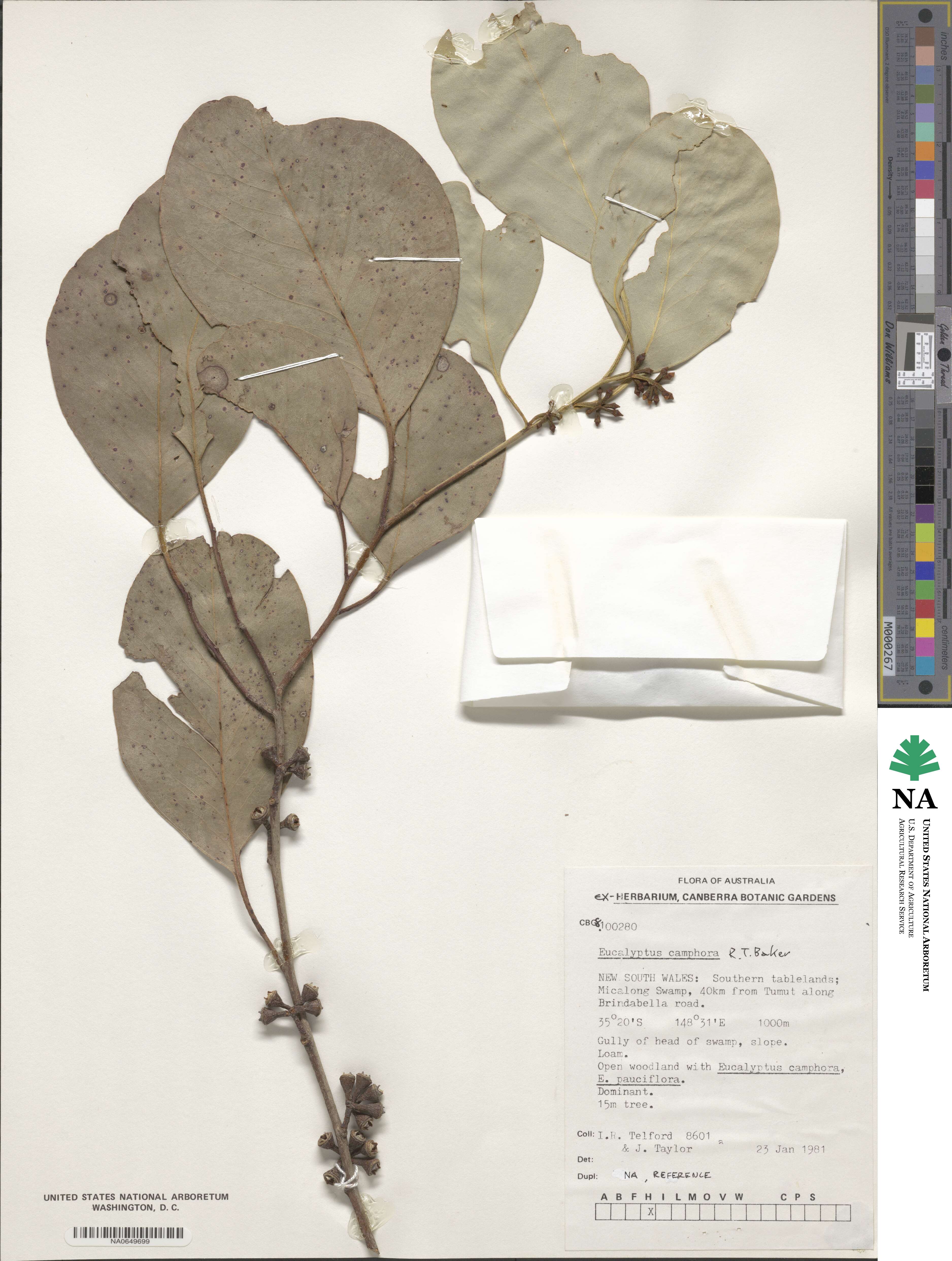 Eucalyptus camphora image