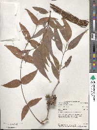 Eucalyptus acmenoides image