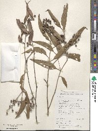 Eucalyptus acmenoides image