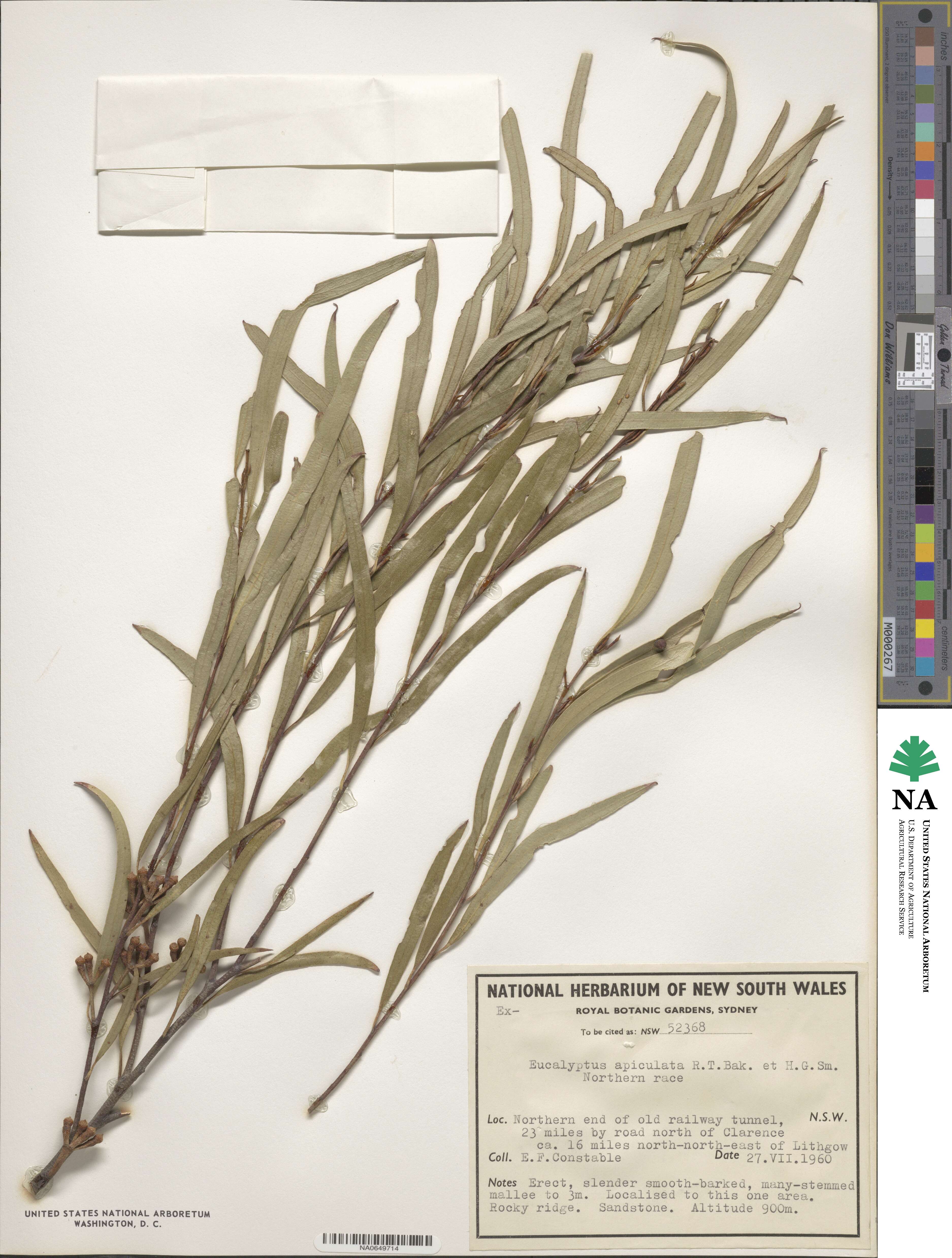 Eucalyptus apiculata image