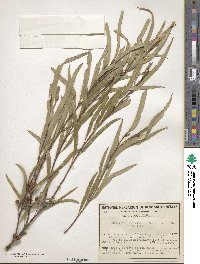 Image of Eucalyptus apiculata