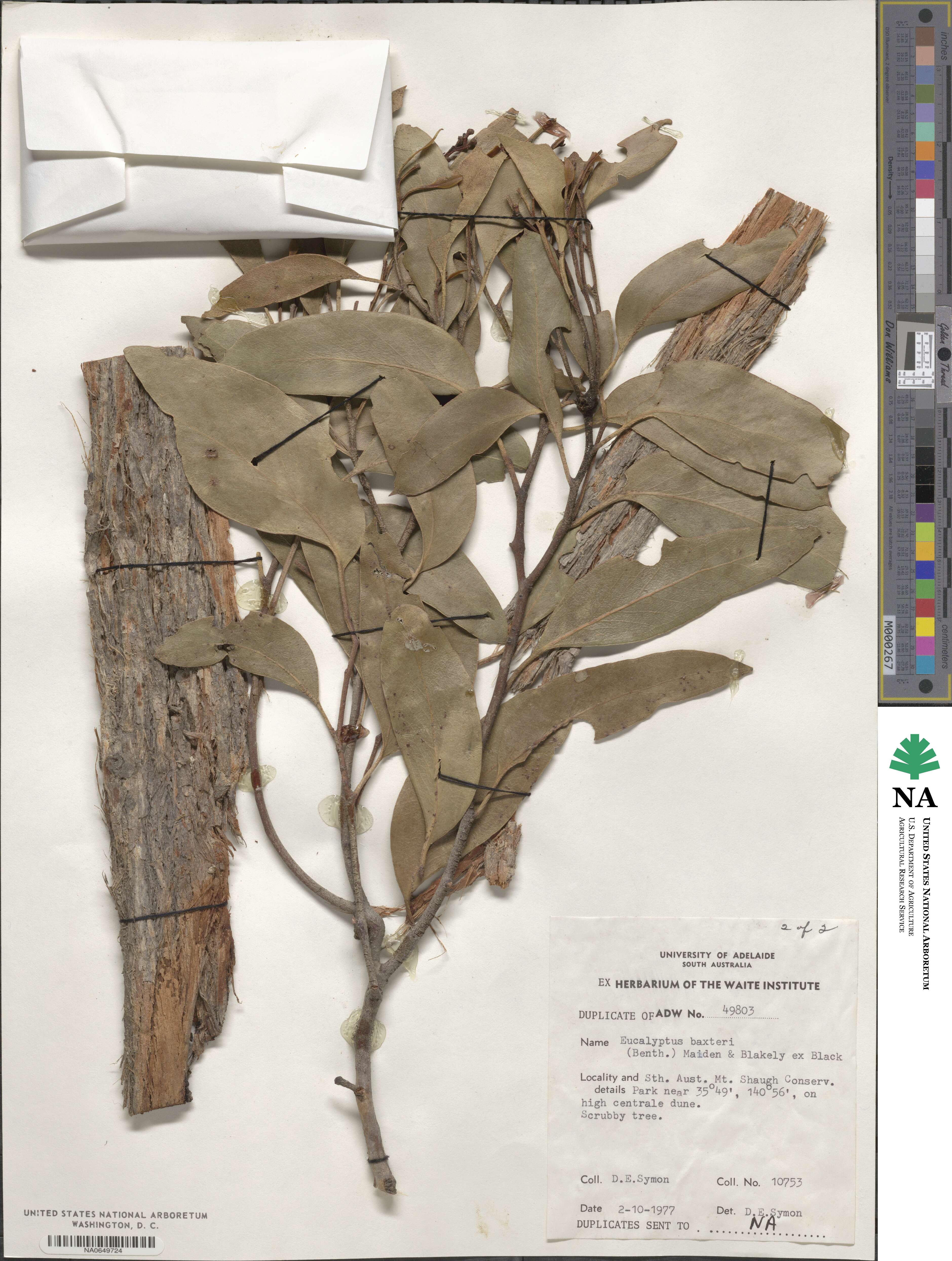 Eucalyptus baxteri image