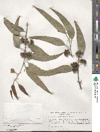 Eucalyptus camaldulensis image