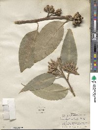 Eucalyptus robusta image