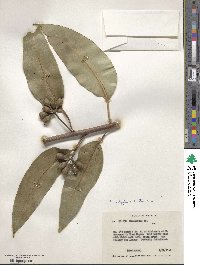 Eucalyptus robusta image