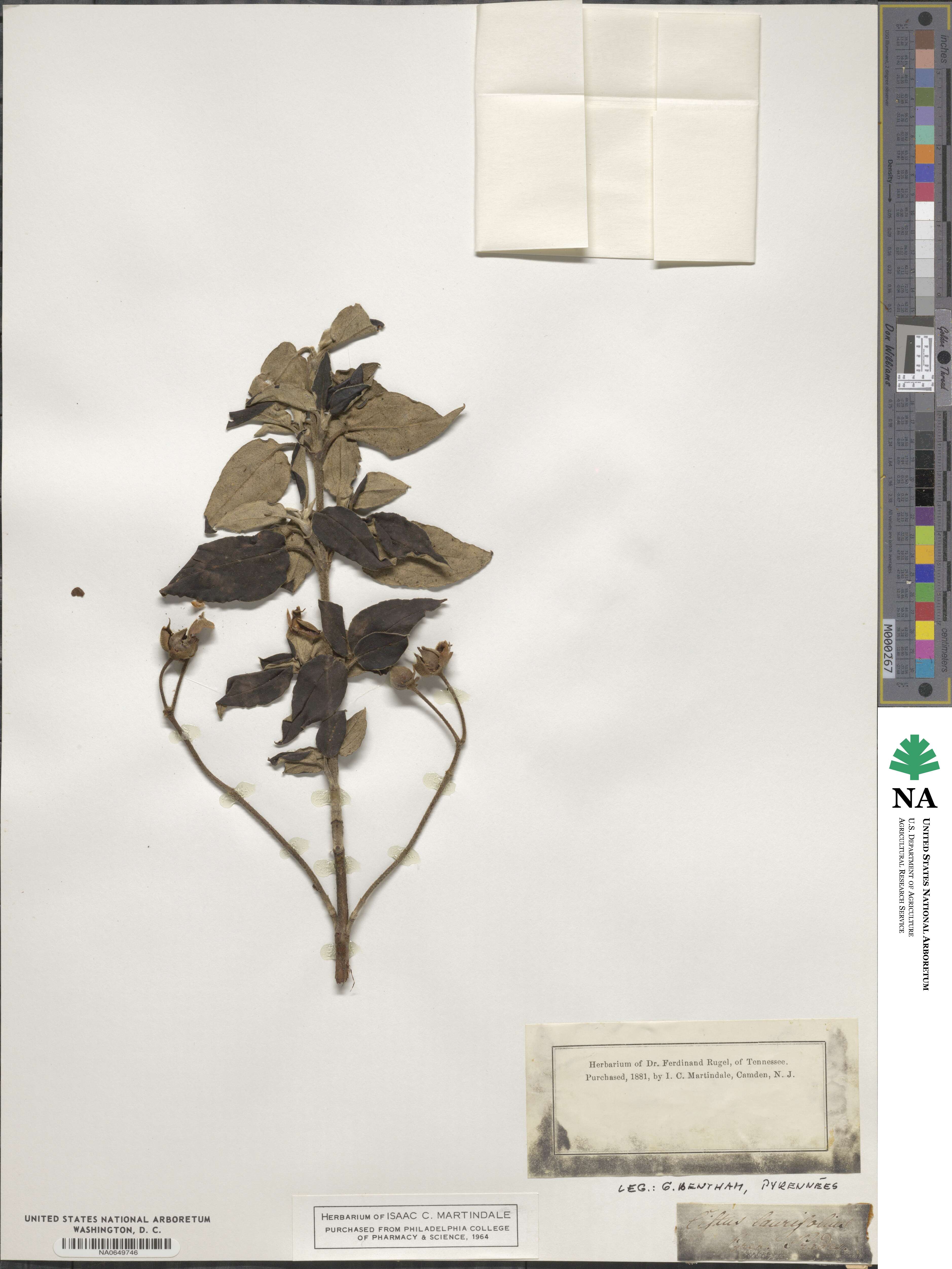 Cistus laurifolius image