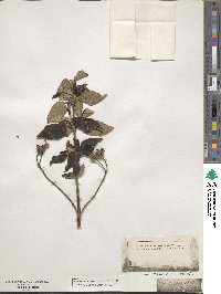 Cistus laurifolius image