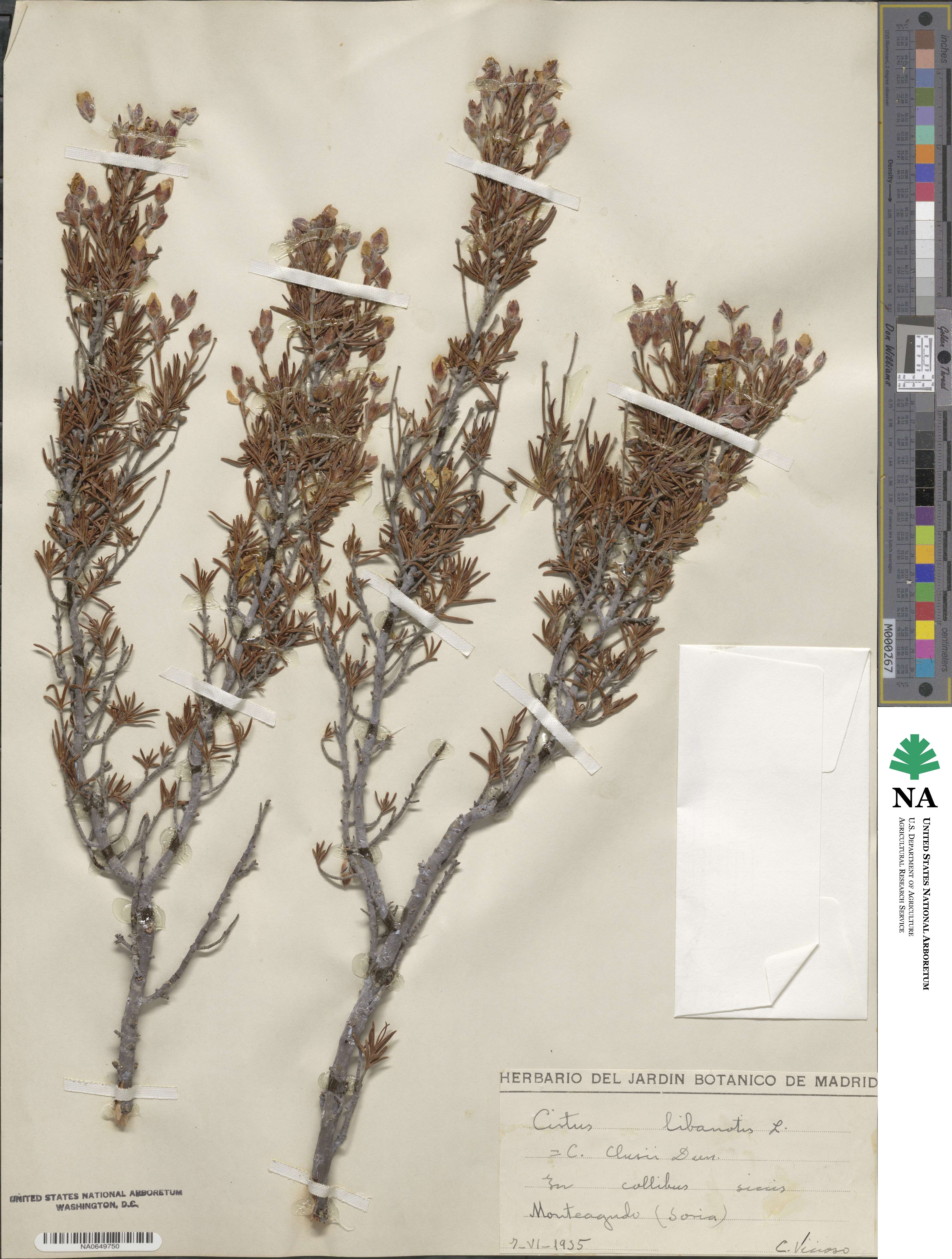 Cistus libanotis image