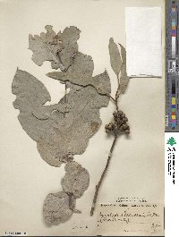 Eucalyptus globulus subsp. maidenii image