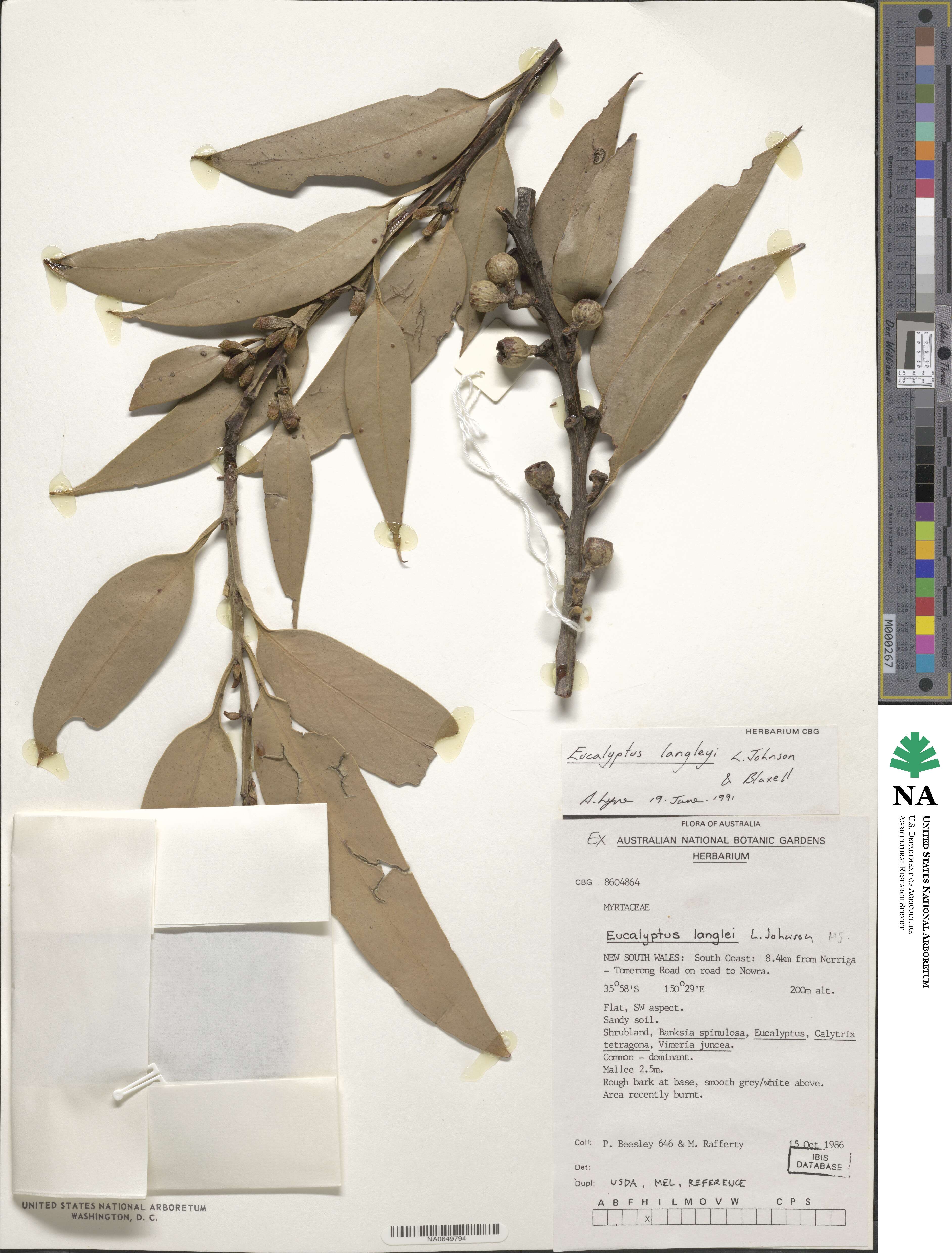 Eucalyptus langleyi image