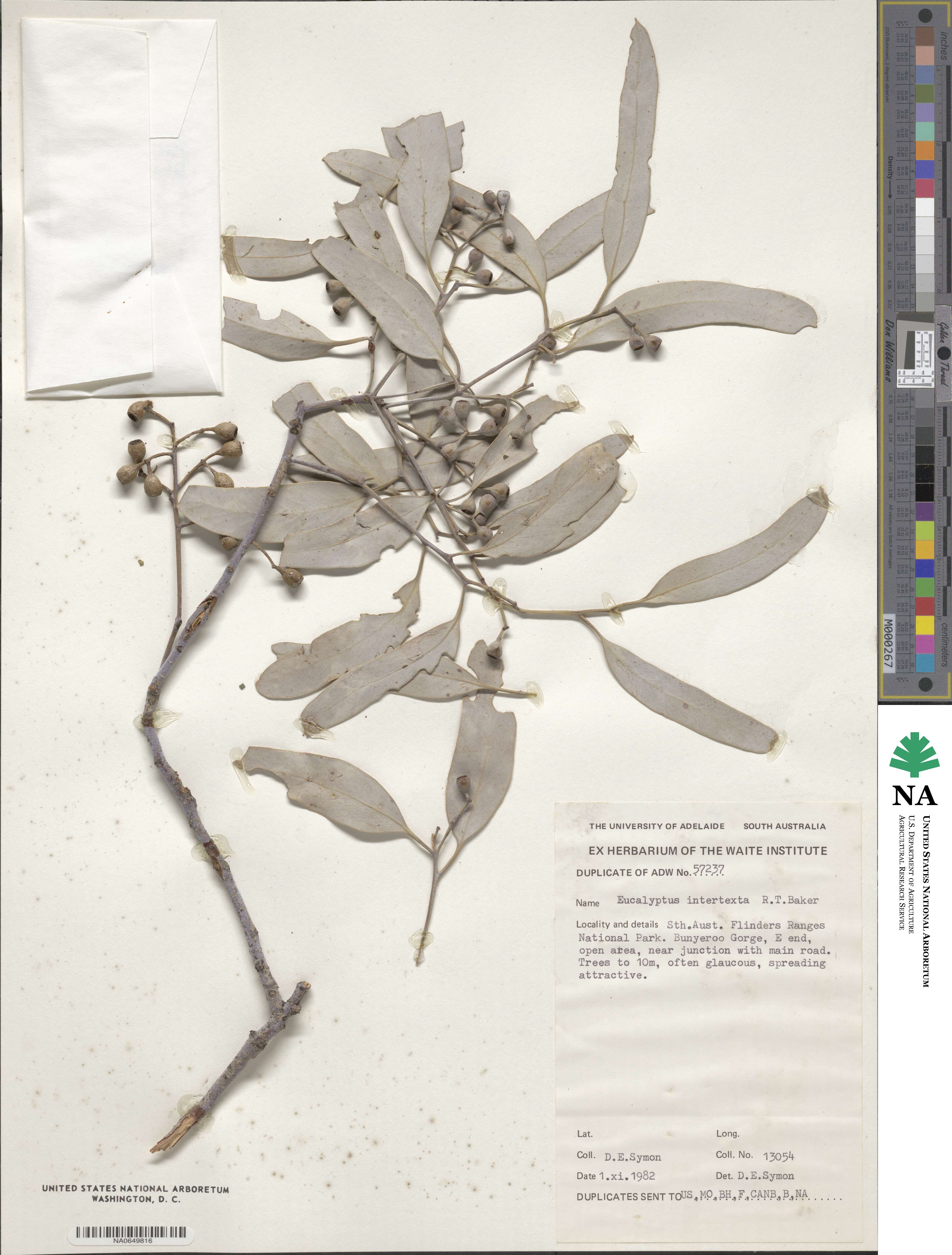 Eucalyptus intertexta image