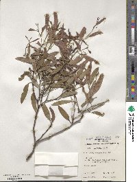 Eucalyptus gracilis image