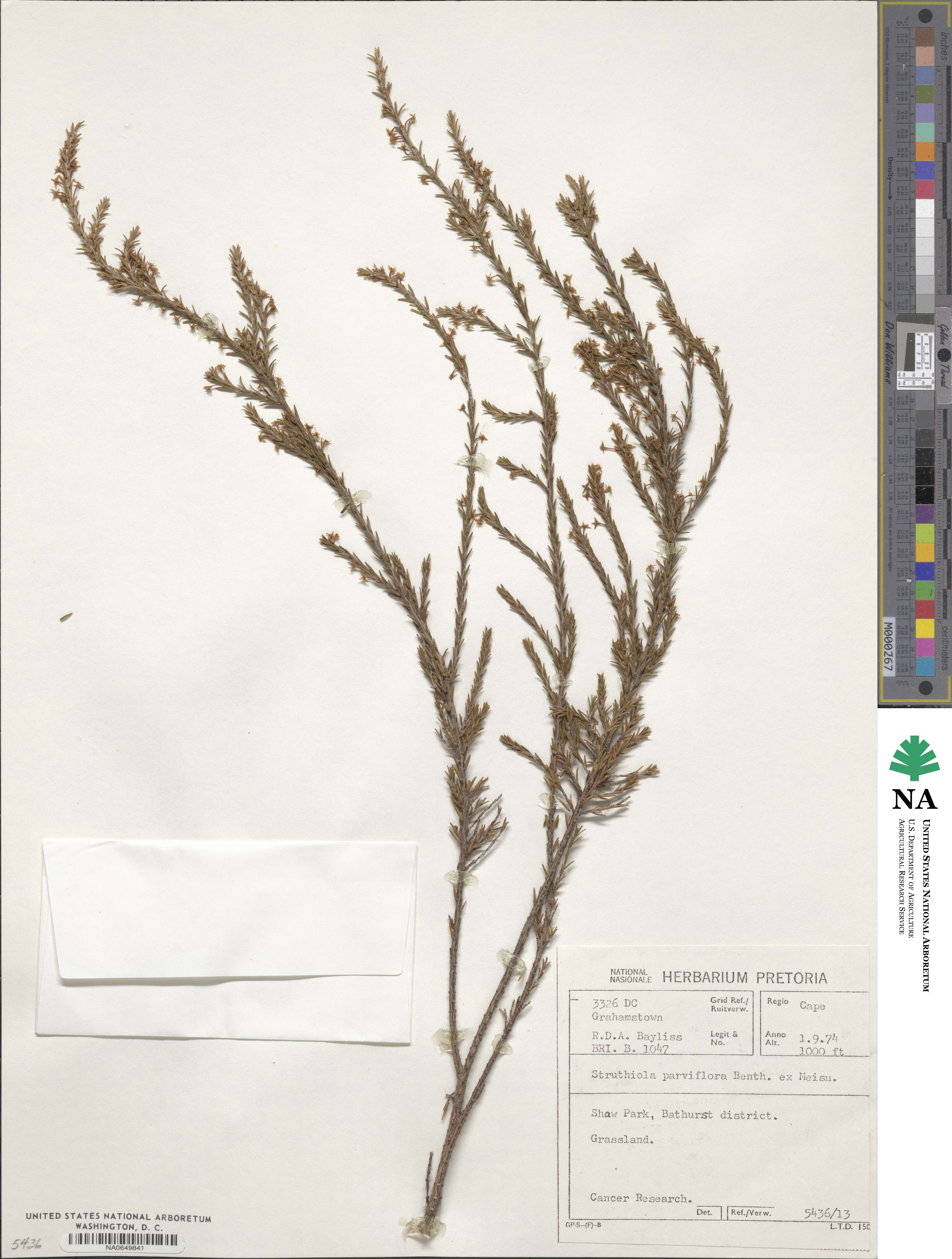 Struthiola parviflora image