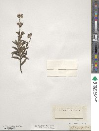 Image of Cistus monspeliensis