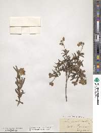 Cistus monspeliensis image