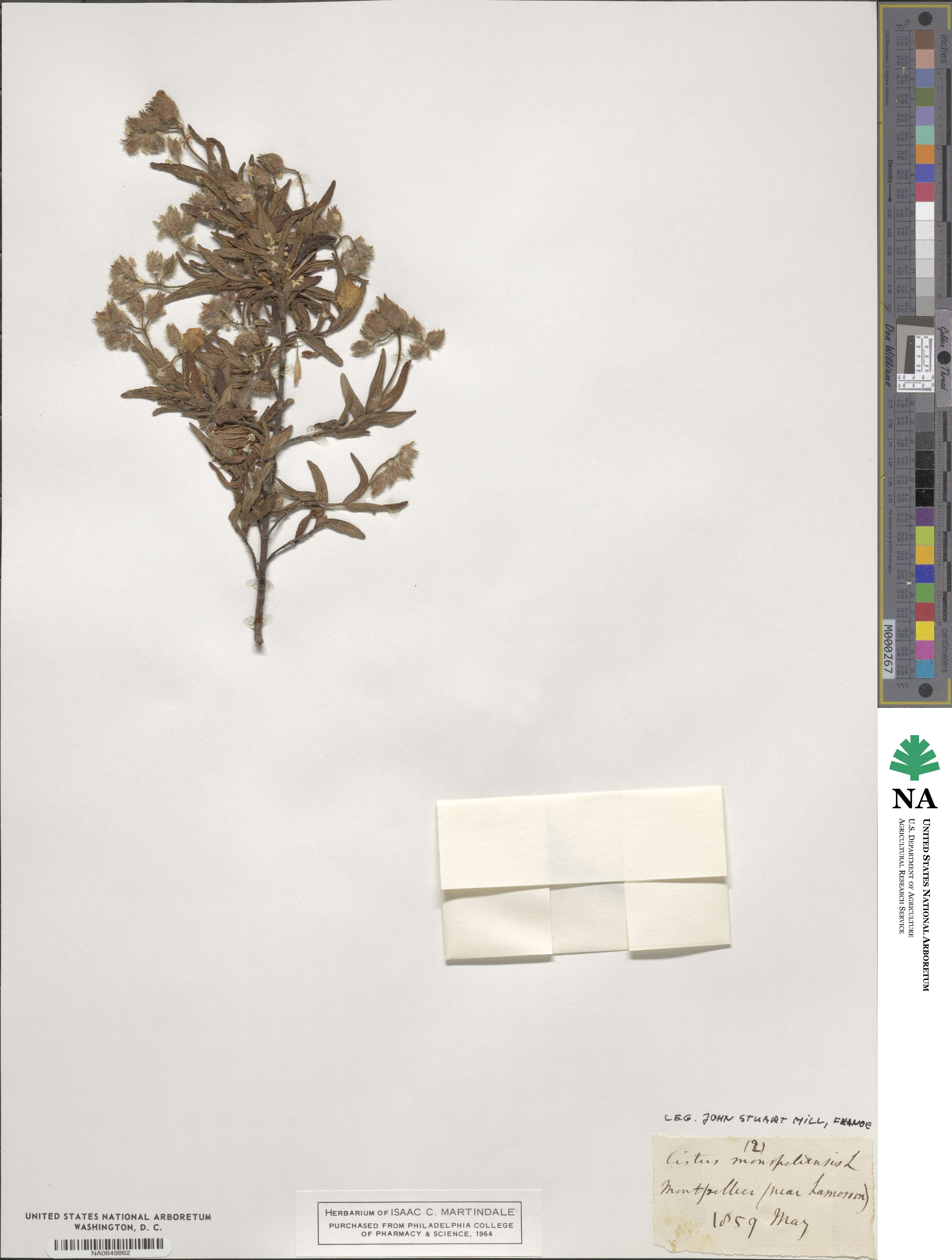 Cistus monspeliensis image