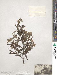 Cistus monspeliensis image