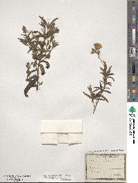 Cistus monspeliensis image