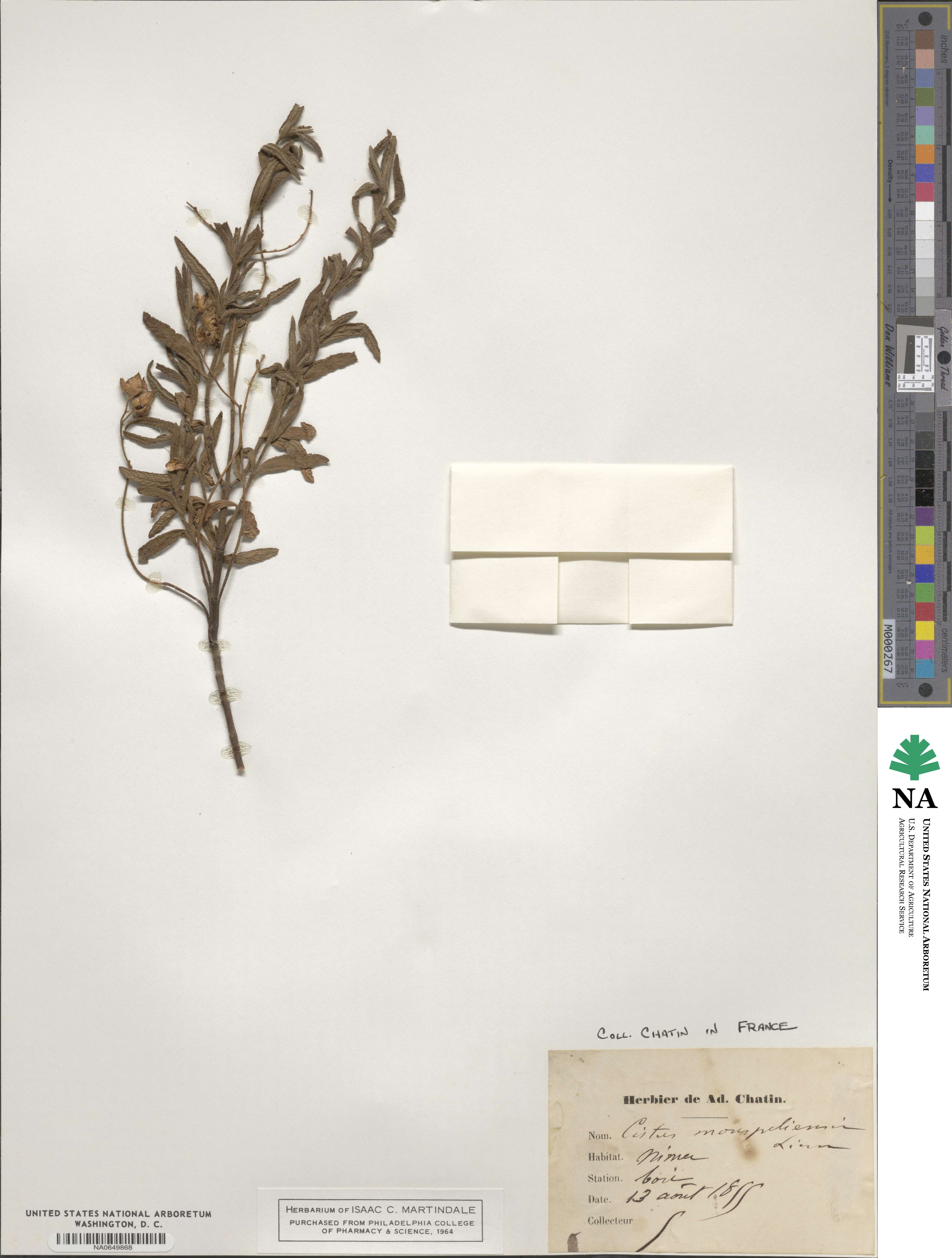 Cistus monspeliensis image