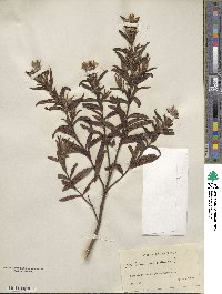 Cistus monspeliensis image