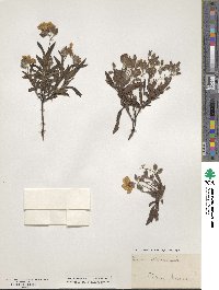 Cistus monspeliensis image