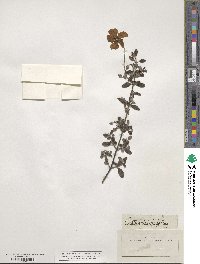 Cistus salviifolius image