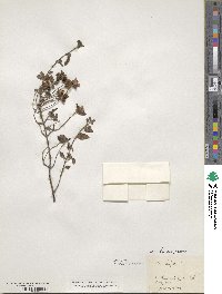 Cistus salviifolius image