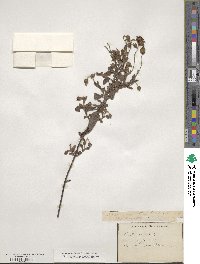 Cistus salviifolius image